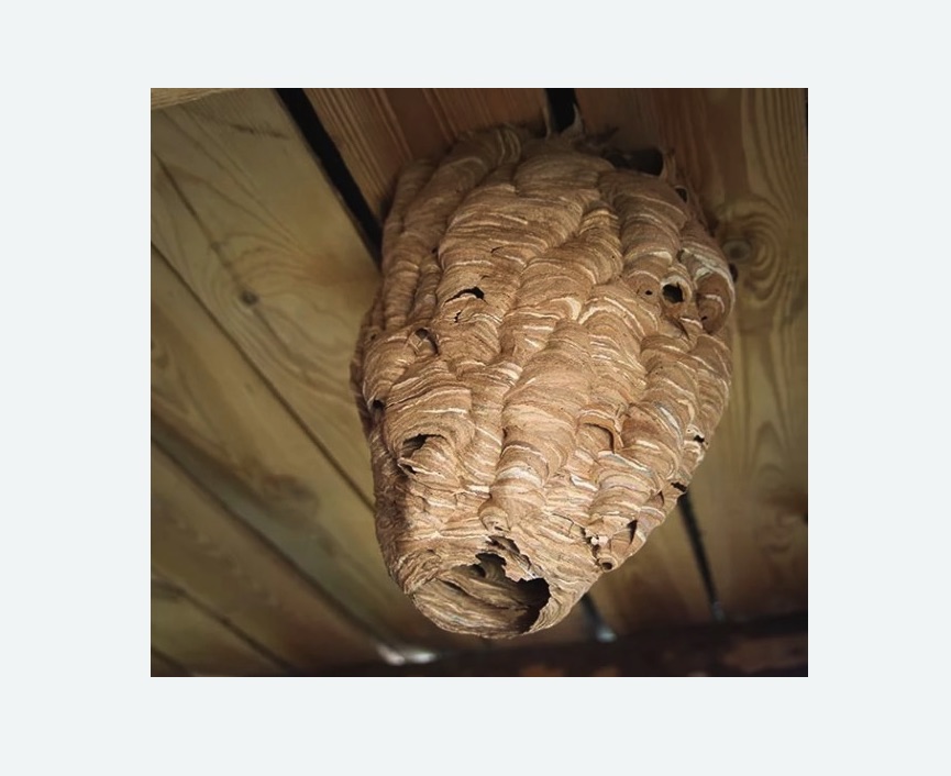 обработка от шершней в Апшеронске